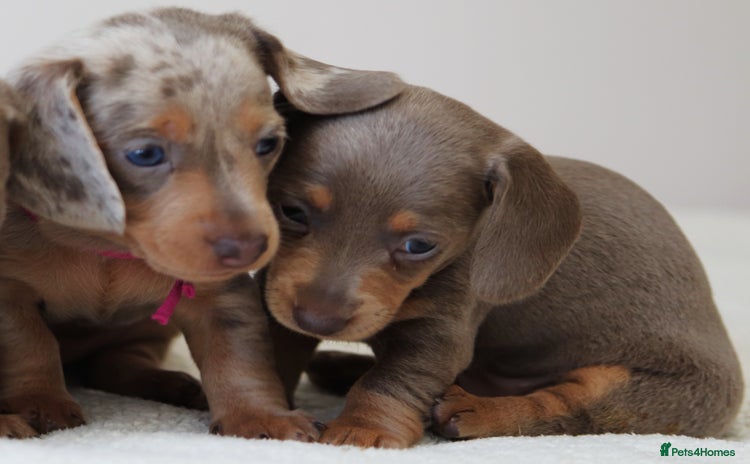 Miniature Dachshund dogs - Advert 3