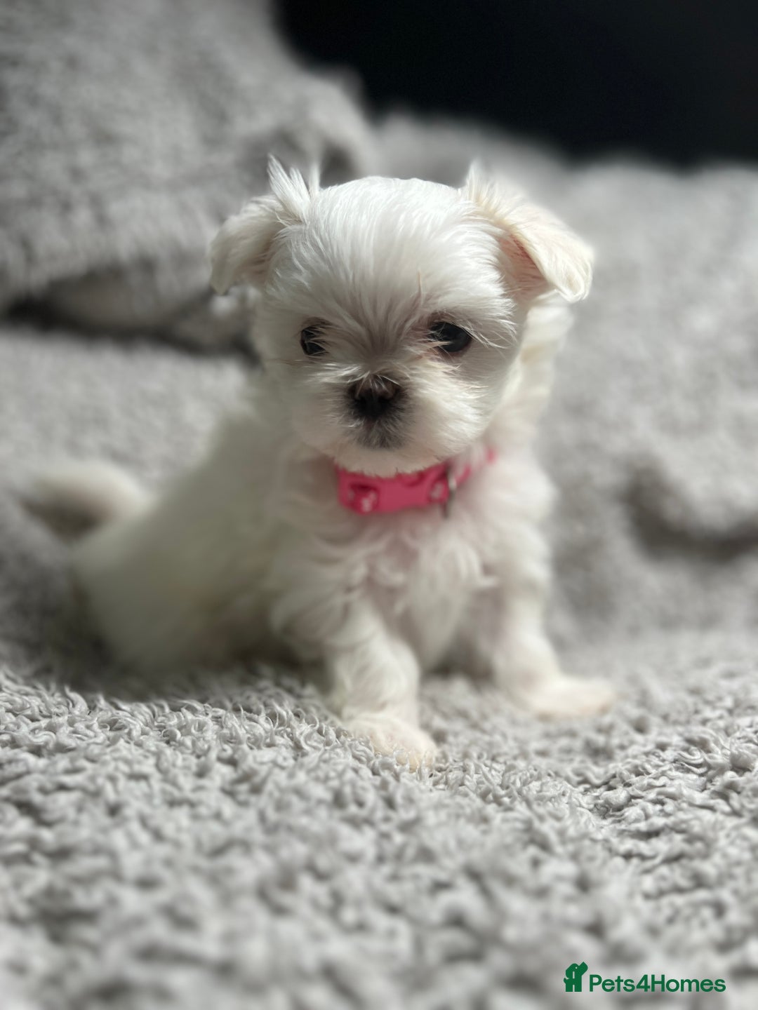 Maltese dogs for sale: Maltese puppies available  - Advert 1