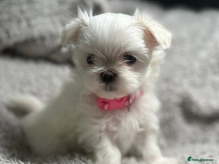 Maltese dogs Maltese puppies available - Advert 17