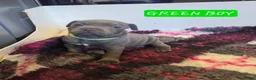 Staffordshire Bull Terrier dogs for sale: LAST BOY SIRED BY ROYAL REGIMENT KC REGISTERED - Advert 21