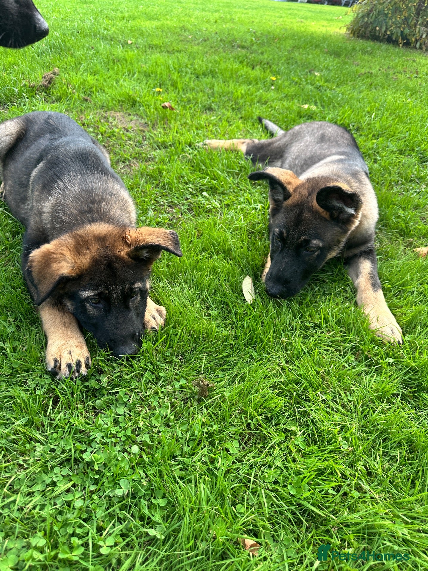 German Shepherd dogs 2 STUNNING GERMAN SHEPHERD BOYS  - Advert 16