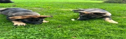 German Shepherd dogs for sale: 2 STUNNING GERMAN SHEPHERD BOYS  - Advert 1