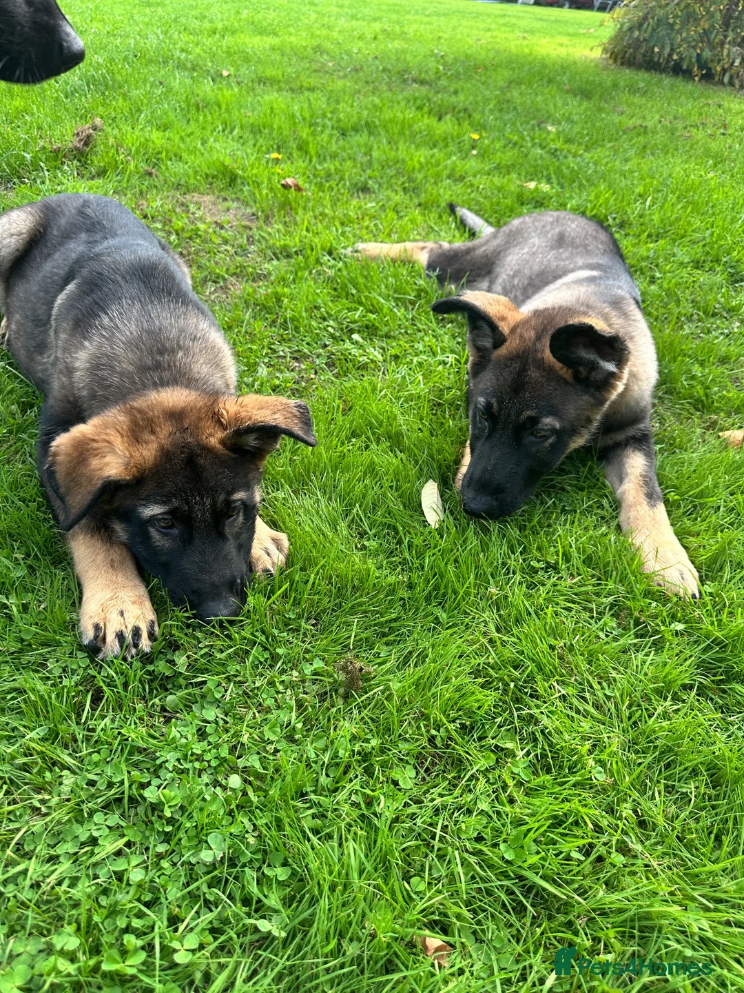 German Shepherd dogs for sale: 2 STUNNING GERMAN SHEPHERD BOYS  - Advert 1