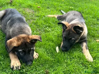German Shepherd dogs 2 STUNNING GERMAN SHEPHERD BOYS - Advert 16