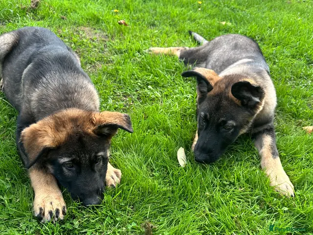 German Shepherd dogs 2 STUNNING GERMAN SHEPHERD BOYS - Advert 13
