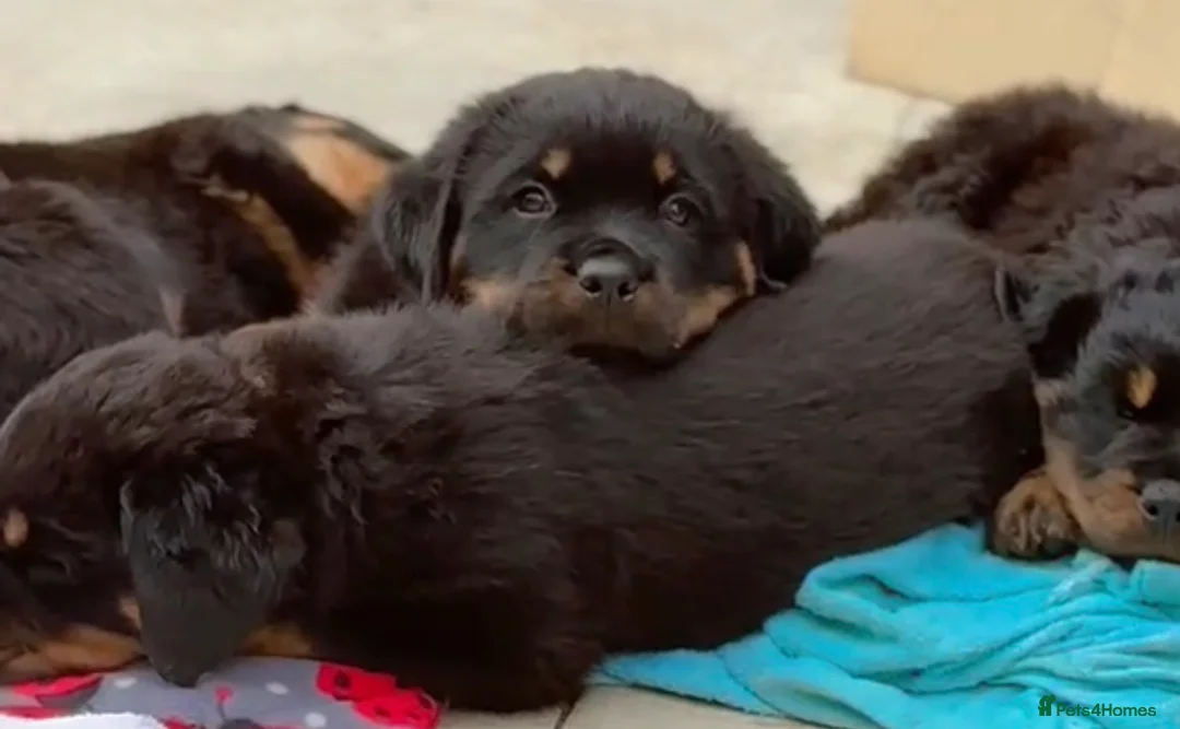 Rottweiler dogs for sale: Rottweilers KC reg full tested TOP QUALITY  - Advert 1