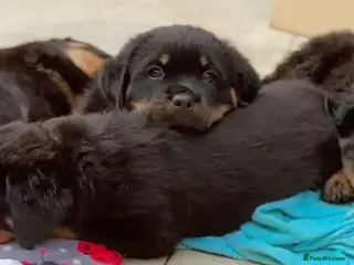 Rottweiler dogs Rottweilers KC reg full tested TOP QUALITY - Advert 3