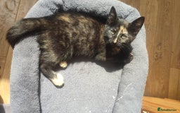 British Shorthair cats for sale: Adorable kittens  in Great Missenden - Image 19