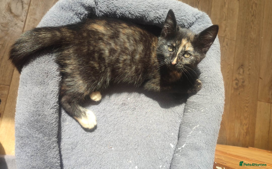 British Shorthair cats for sale: Adorable kittens  in Great Missenden - Image 19
