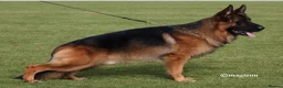 German Shepherd dogs for sale: Exceptional litter for sale, Superb Bloodlines  - Advert 3