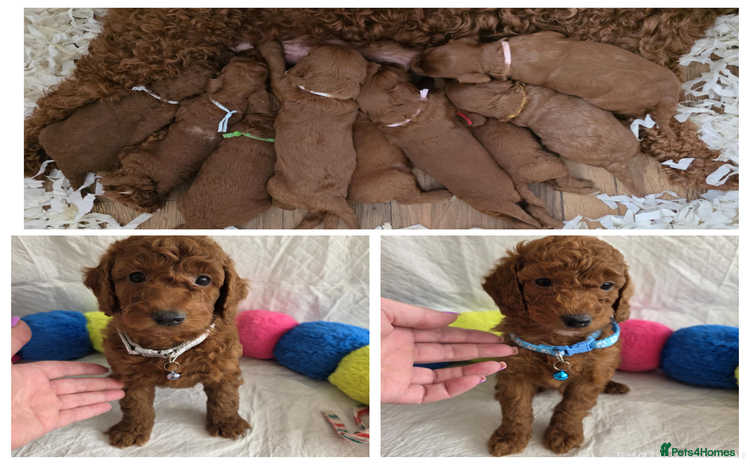Mini Goldendoodle dogs - Advert 1