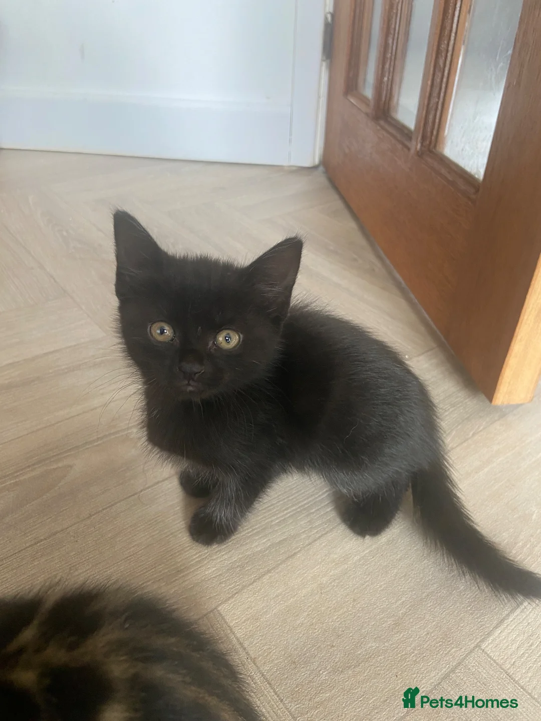 British Shorthair cats for sale: 3 beautiful kittens  in Newport - Advert 2