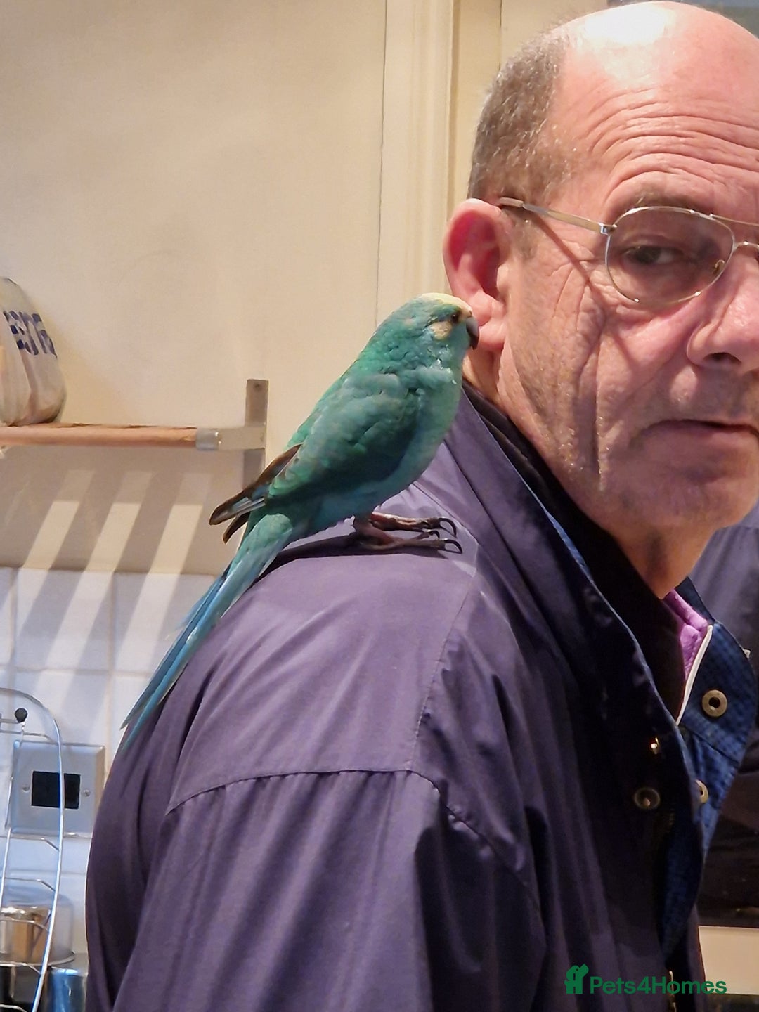 Parakeets birds for sale: Hand reared male talking Kakariki  - Advert 3