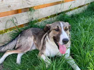 Mixed Breed dogs ❤️ BLANCA - BIG HEART ❤️ BIGGER LOVE ❤️ - Advert 1