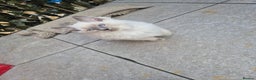 Ragdoll cats for sale: Last Two Blue-Eyed Ragdoll Kittens 💕 - Advert 4