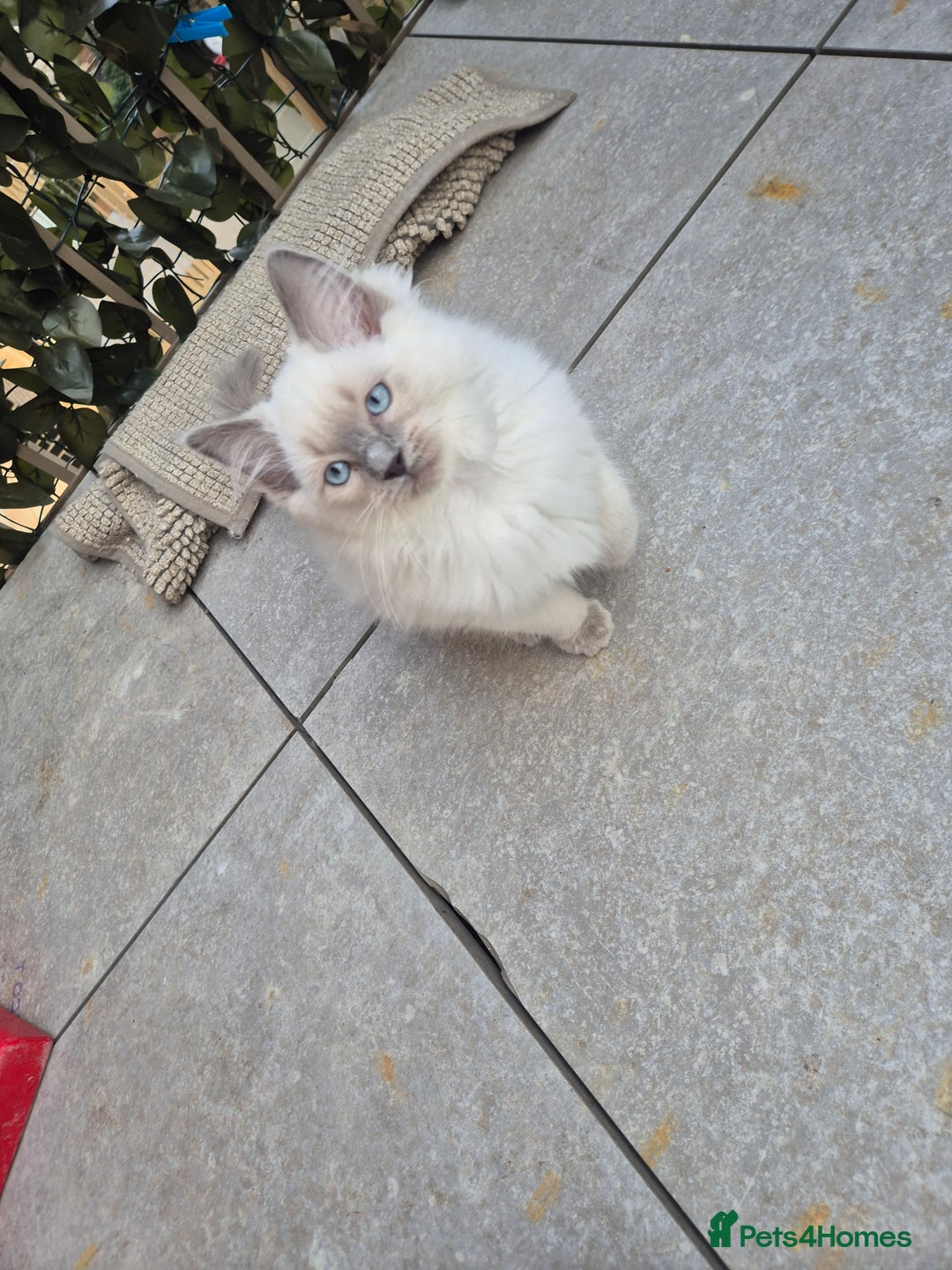 Ragdoll cats for sale: Last Two Blue-Eyed Ragdoll Kittens 💕 - Advert 4