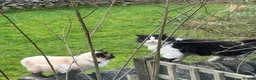 Ragcoon cats for sale: Big Fluffy mixed breed kittens !  - Advert 5