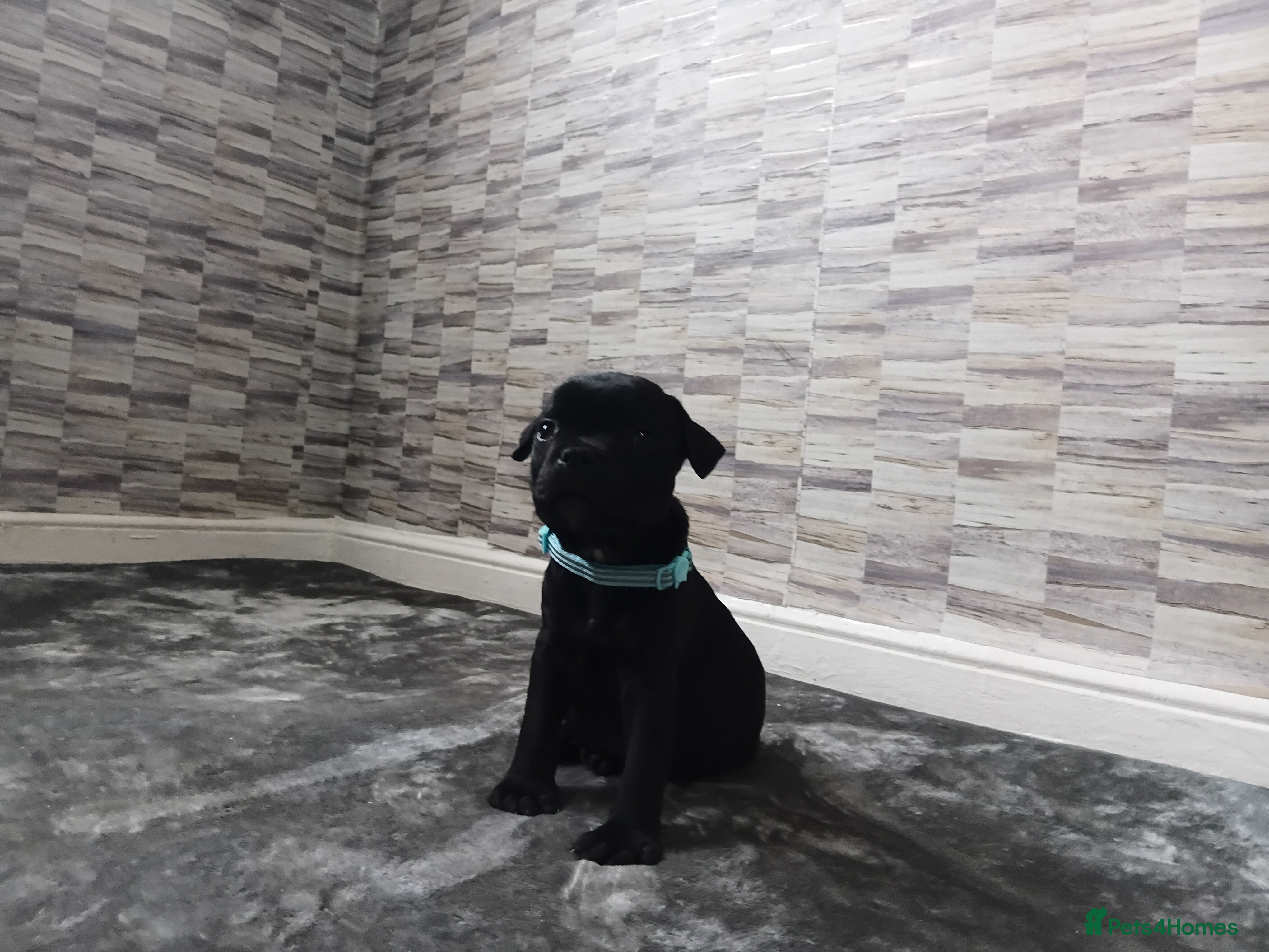 Staffordshire Bull Terrier dogs Kc registered health tested staffs (1 black male) - Advert 5