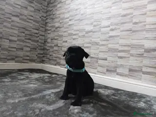 Staffordshire Bull Terrier dogs Kc registered health tested staffs (1 black male) - Advert 6