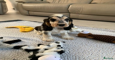 Cocker Spaniel dogs in Abergele - Advert 6