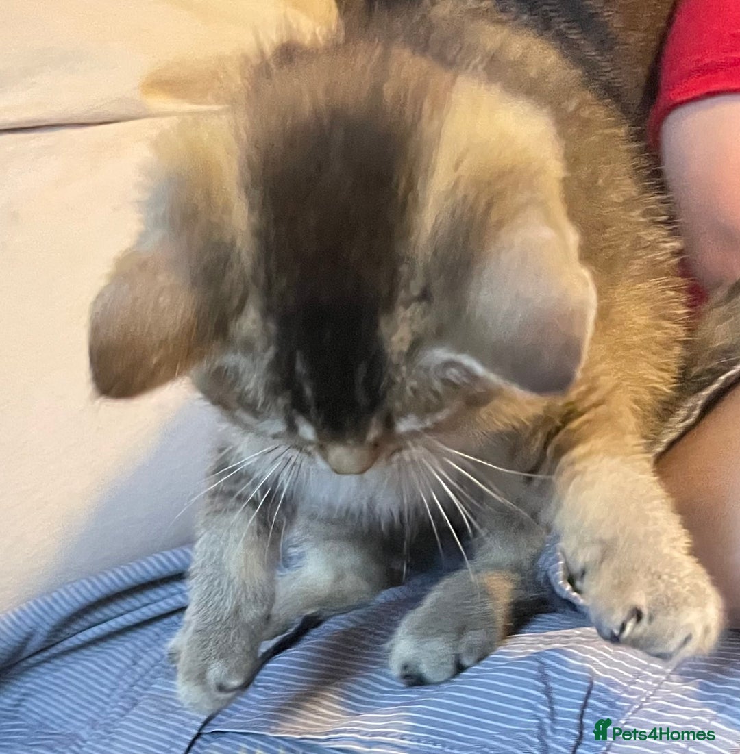 British Shorthair cats for sale: Golden brown tabby and silver  - Image 9