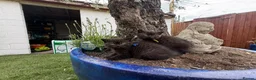 British Shorthair cats for sale: Exceptional BritishShorthair Kittens  - Advert 17