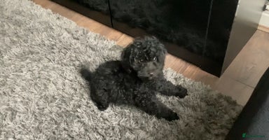 Doxiepoo dogs - Advert 11