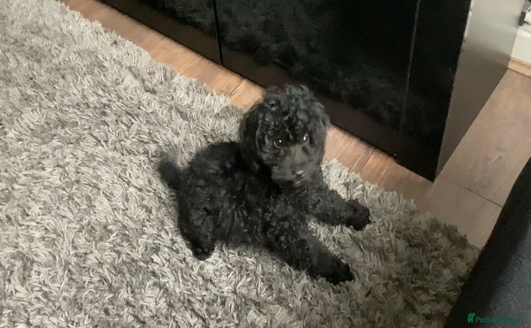 Doxiepoo dogs - Advert 1
