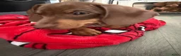 Dachshund dogs for sale: Beautiful dachshund READY for homes  - Advert 5