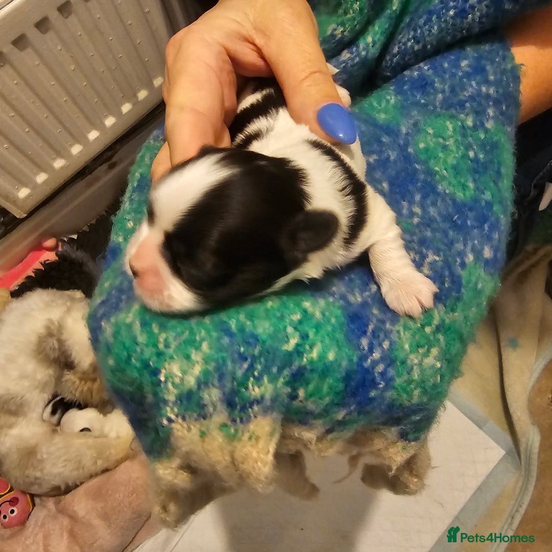 Mi-Ki dogs for sale: Mi-ki beautiful puppies arrived  - Image 8