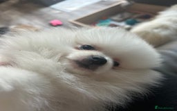 Pomeranian dogs for sale: Tiny Pomeranian Girl Puppy READY NOW - Image 18