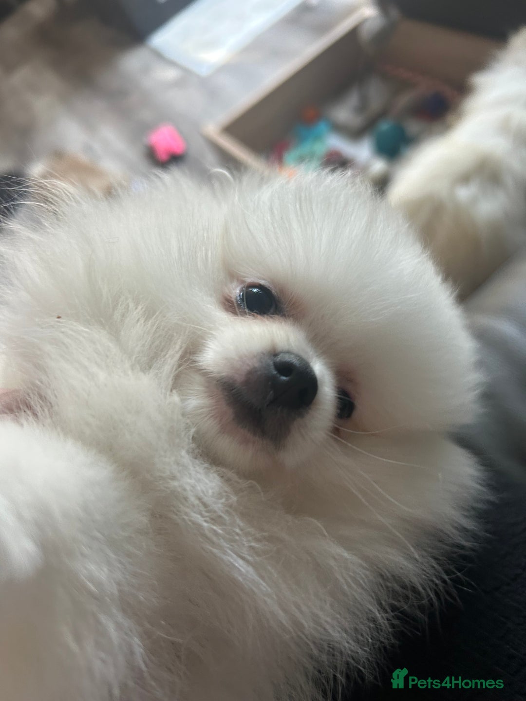 Pomeranian dogs for sale: Tiny Pomeranian Girl Puppy READY NOW - Image 18