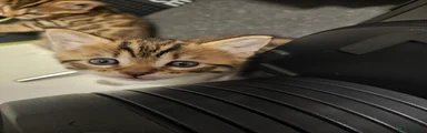 Bengal 1