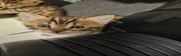 Bengal cats for sale: - Bengal Cross Kittens — Ready for New Homes in Chesham - Advert 6