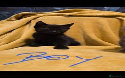 Mixed Breed cats for sale: Beautiful half ragdoll kittens - Image 6