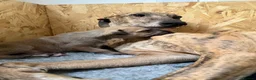 Greyhound dogs for sale: Hungarian Greyhound Pups - Advert 18