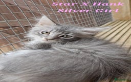 Maine Coon cats for sale: VARIOUS FULL PEDIGREE MAINE COON KITTENS FOR SALE in Rotherham - Image 10