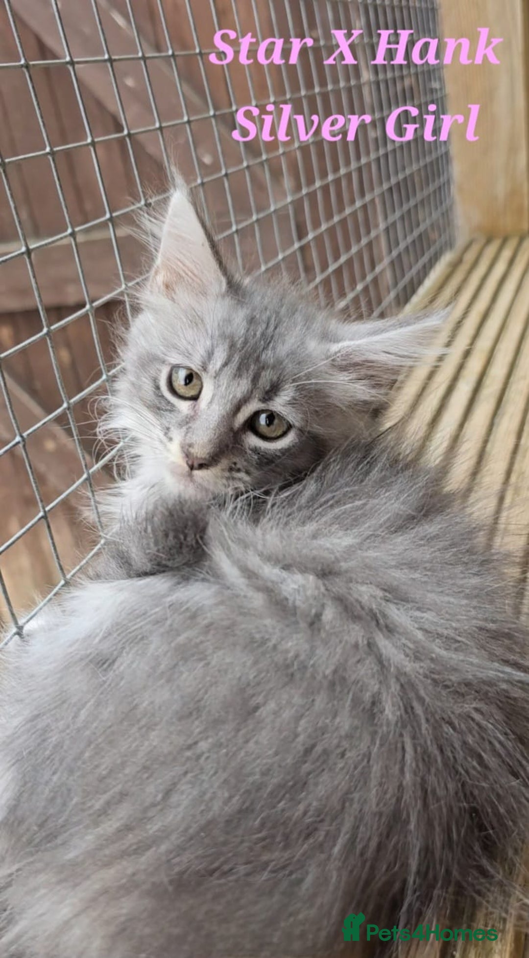 Maine Coon cats for sale: VARIOUS FULL PEDIGREE MAINE COON KITTENS FOR SALE in Rotherham - Image 10