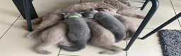 British Shorthair cats for sale: British Shorthair Kittens  - Advert 7