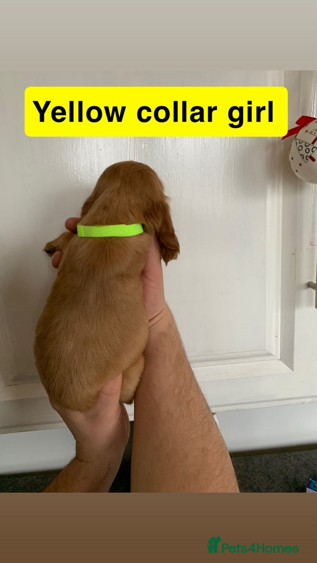 Cocker Spaniel dogs for sale: Showtype cocker spaniels  - Advert 6