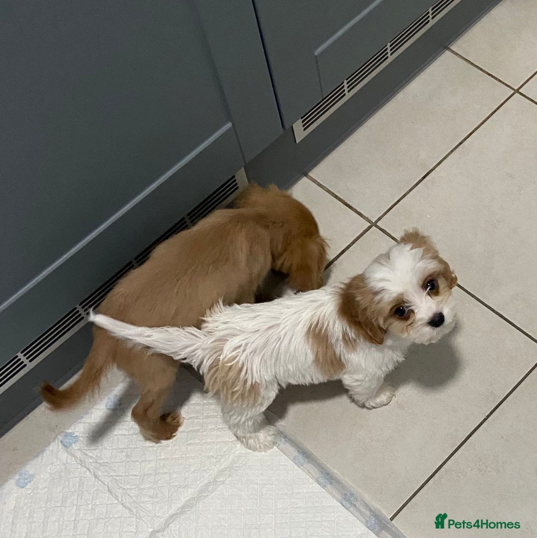 Cavachon dogs for sale: Teddy bear  male  cavachon puppy for sale - Advert 13