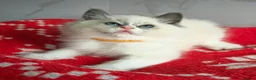 Ragdoll cats for sale: CHAMPION FATHER. GCCF KITTENS  - Advert 4