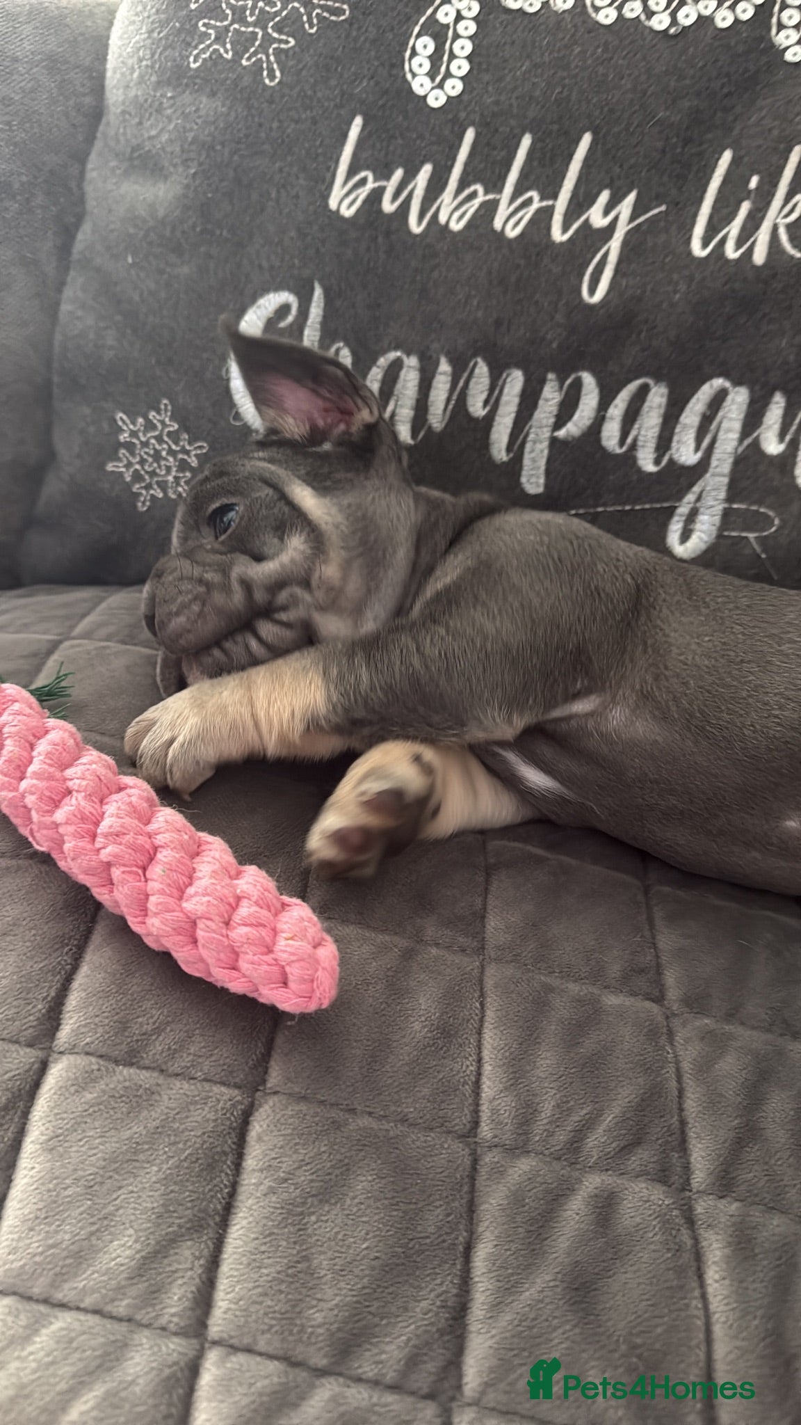 French Bulldog dogs  Beautiful French Bulldog Puppies from £1700 - Advert 1