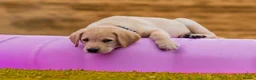 Goldador dogs for sale: 11 Goldador puppies *Ready to leave now* - Advert 14