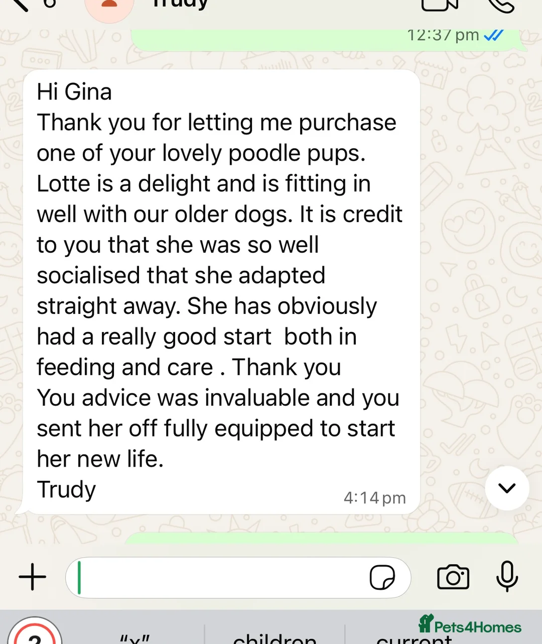 Standard Poodle dogs for sale:  Ready now KC standard poodles Health tested  - Advert 2