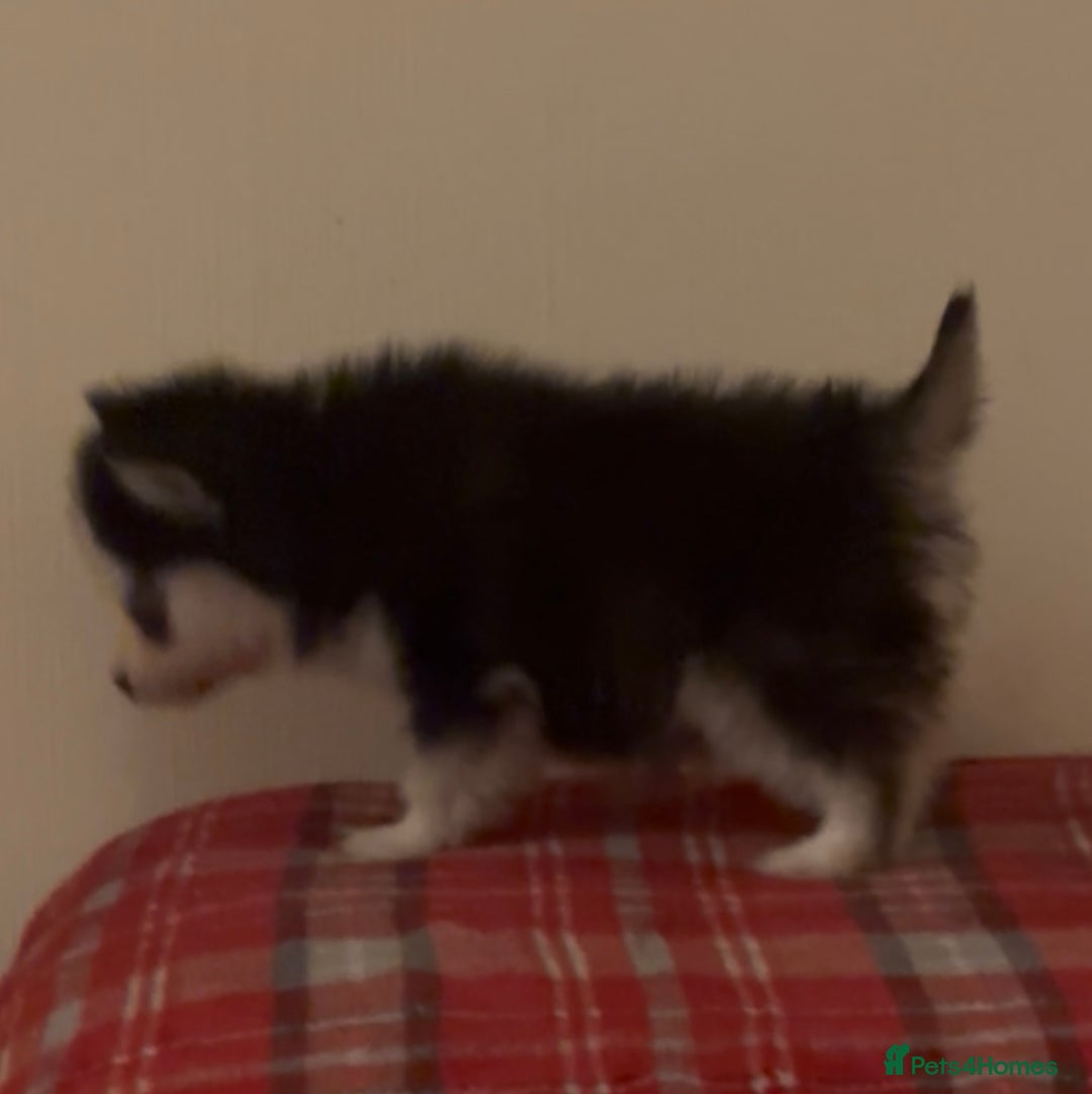 Pomsky dogs for sale: Toy Pomsky Multigenerational - Advert 6