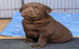 Labrador Retriever dogs for sale: KC Labrador Puppies Bred for Family Life - Image 5