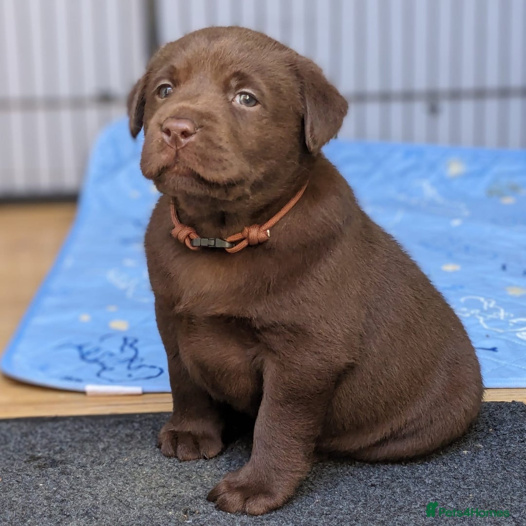 Labrador Retriever dogs for sale: KC Labrador Puppies Bred for Family Life - Image 5