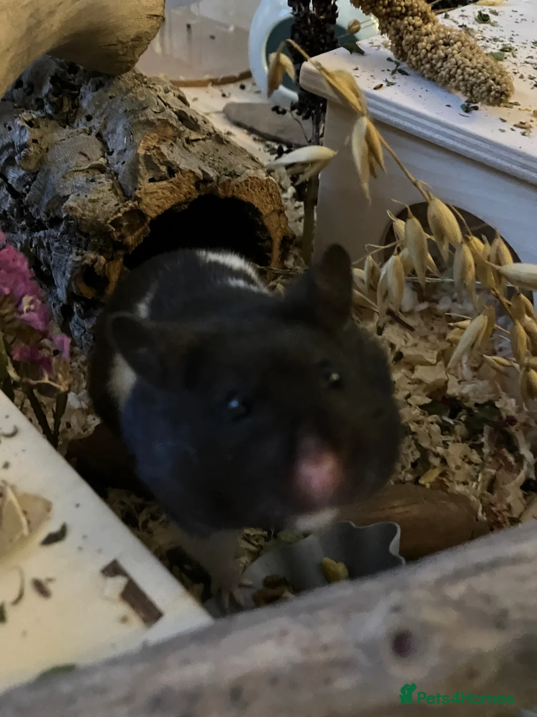 Hamster rodents for sale: Black & White Male syrian  - Advert 2
