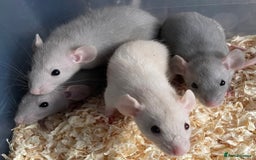 Rat rodents for sale: Beautiful baby dumbo rats  in Beccles - Image 1